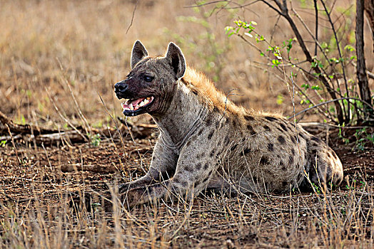 斑鬣狗,成年,躺着,地面,警惕,克鲁格国家公园,南非,非洲