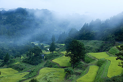 阶梯状,稻田,黎明