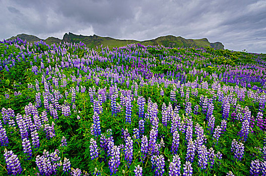 冰岛,地点,羽扇豆属植物,羽扇豆属