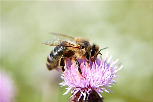 蜜蜂,蓟属植物,花