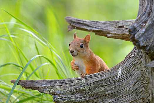 欧亚红松鼠,松鼠,看,室外,后视图,老,松树,树桩,国家公园,拉普兰,芬兰,欧洲