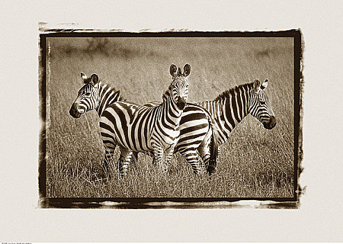斑马,地点,马赛马拉野生动物园,肯尼亚,非洲
