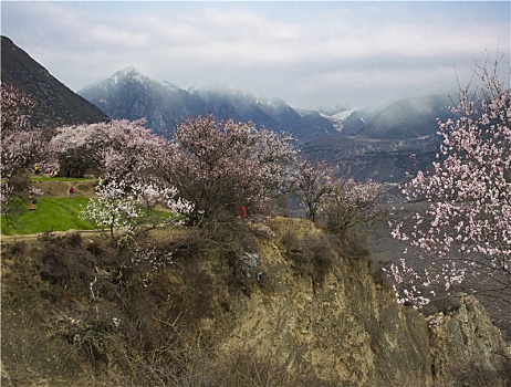 野桃花观赏圣地索松村