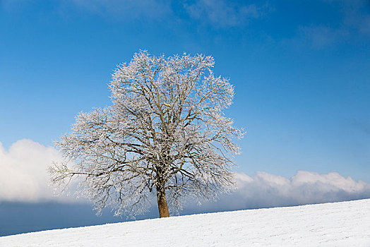 树,白霜,冬季风景,书,阿彭策尔,瑞士,欧洲