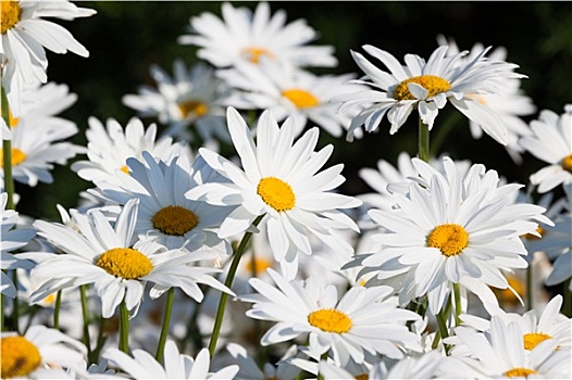 白色,雏菊,花圃