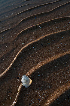 沙滩与贝壳