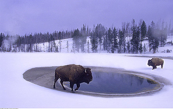 野牛,靠近,水,冬天,黄石国家公园,怀俄明,美国