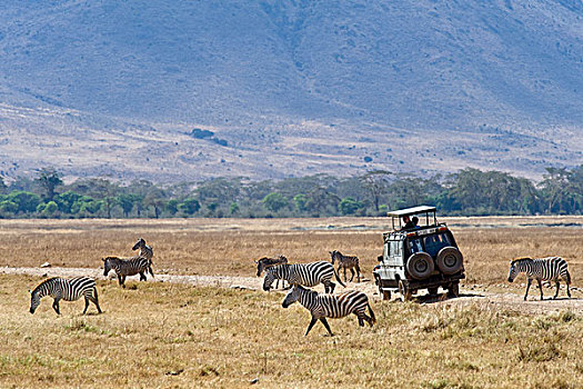 游客,看,斑马,交通工具,恩戈罗恩戈罗火山口,恩格罗恩格罗,保护区,世界遗产,坦桑尼亚,非洲