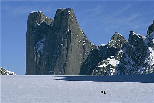 攀升,拖拉,雪撬,前景,冰河,国家公园,巴芬岛,加拿大