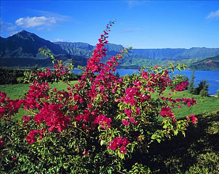 叶子花属,湾,国家野生动植物保护区,岛屿,考艾岛,夏威夷