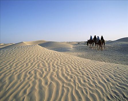 沙丘,骆驼,骑手,人,骑,杜兹