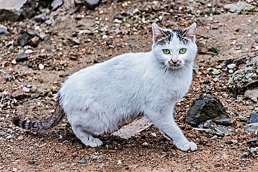 宠物猫咪特写