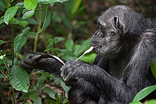 黑猩猩,类人猿,木头,西部,乌干达