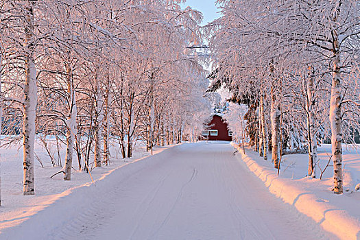 冬天,道路,库萨莫,北方,芬兰