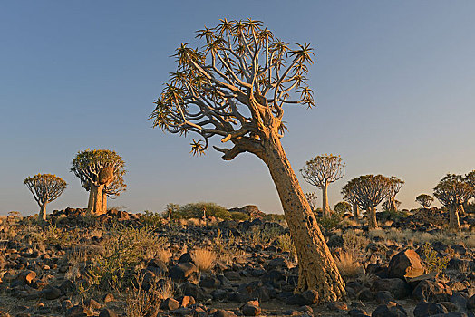抖树,二歧芦荟,早晨,亮光,基特曼斯胡普,区域,纳米比亚,非洲