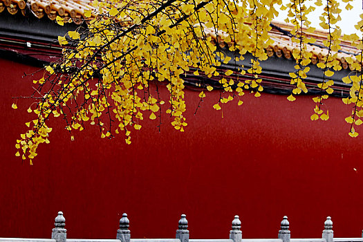 北京中山公园遍地金黄银杏叶妆点水榭亭台,红墙碧瓦