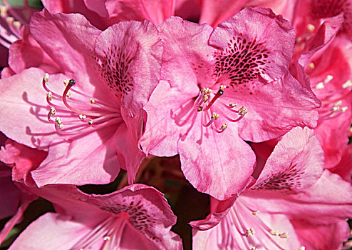 杜鹃花属植物,花,粉色,雌蕊