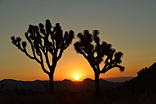 日落,后面,约书亚树,棕榈树,丝兰,短叶丝兰,约书亚树国家公园,莫哈维沙漠,加利福尼亚,西南方,美国