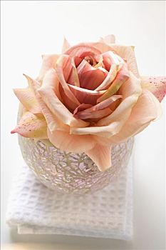 粉红玫瑰,白色背景,毛巾