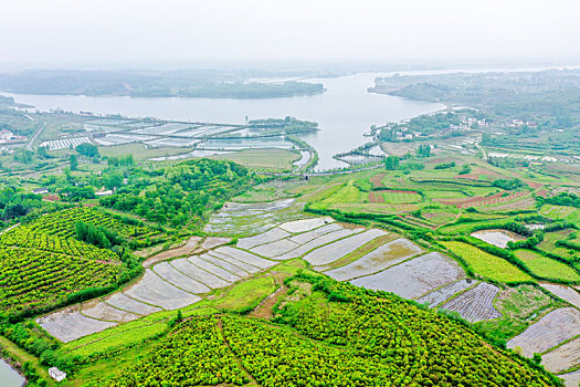 航拍河南信阳光山县司马光油茶园