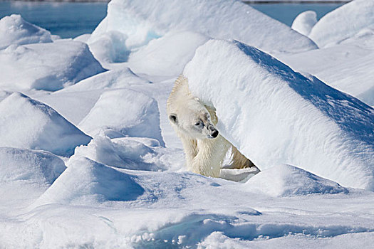 挪威,斯瓦尔巴特群岛,浮冰,北极熊,擦,冰
