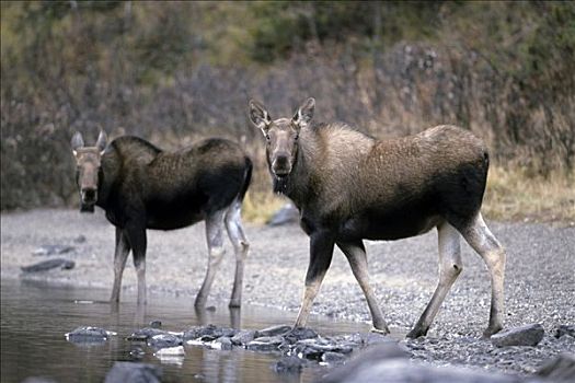 驼鹿,雌性,站立,湖岸,玛琳湖,碧玉国家公园,加拿大