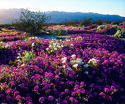美国,加利福尼亚,安萨玻里哥沙漠州立公园,沙子,马鞭草属植物,野花,日落,画廊