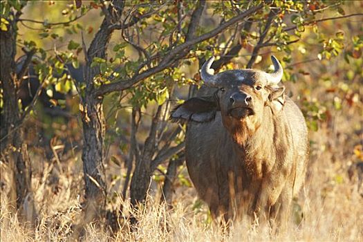 嗅,水牛,克鲁格国家公园,南非,非洲