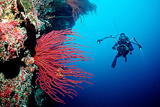 潜水,贝劳,密克罗尼西亚,太平洋