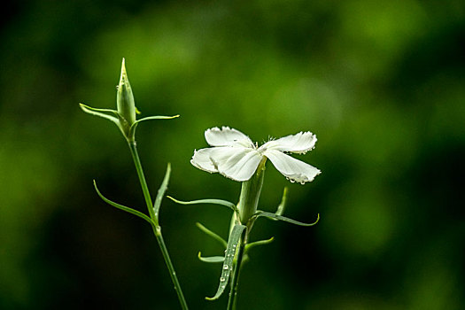 石竹花