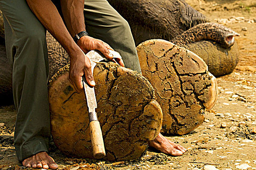 驱象者,切,脚趾甲,弯曲,刀,国家公园,尼泊尔,亚洲