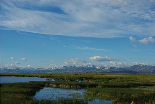 湖,牛,落基山脉,蒙大拿