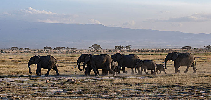 非洲大象039