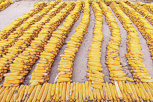 成熟玉米