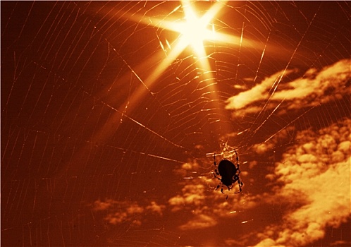 阳光,蜘蛛