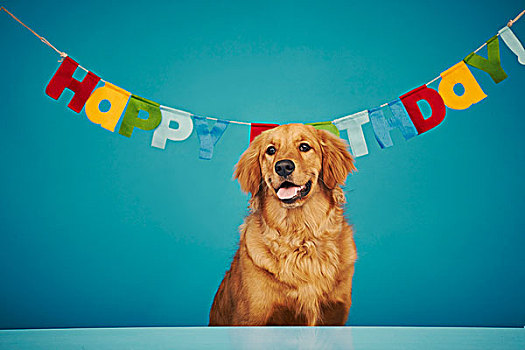 金毛猎犬,坐,正面,生日快乐,标识