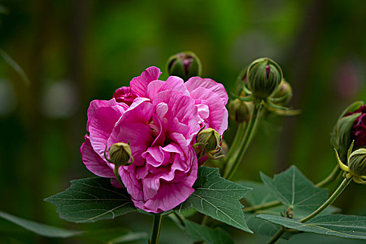 芙蓉花,木芙蓉,木莲