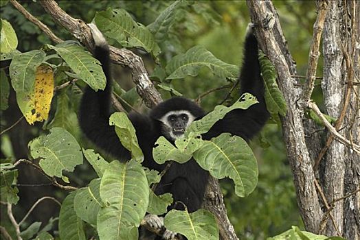 长臂猿,树上,泰国
