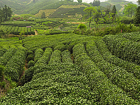 龙坞茶园