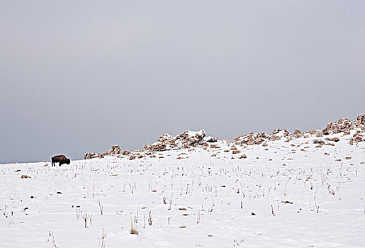 野牛,放牧,雪,山坡