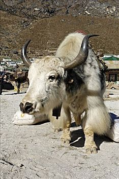 牦牛,兽,负担,夏尔巴人,乡村,萨加玛塔国家公园,昆布,尼泊尔