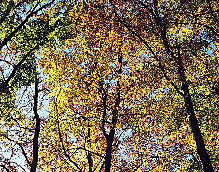 秋日树林,巴登符腾堡,德国,欧洲