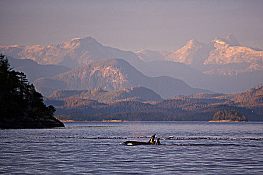 逆戟鲸,北方,温哥华岛,不列颠哥伦比亚省,加拿大