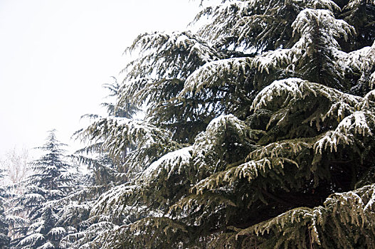 冬季松树上的积雪局部特写