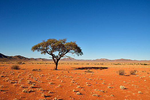 荒漠景观,伞,刺,刺槐,前景,山,纳米比亚,非洲