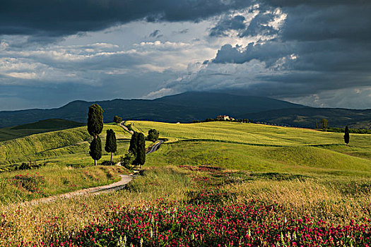 风景,乡村道路,靠近,皮恩扎,锡耶纳省,托斯卡纳,意大利,欧洲