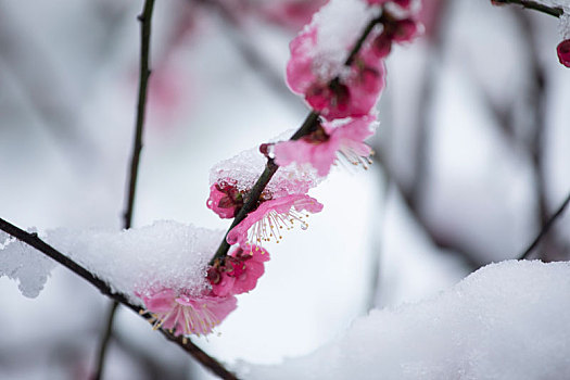 大雪中红梅花开