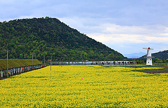 风车,油菜花,春天,花海,栈道