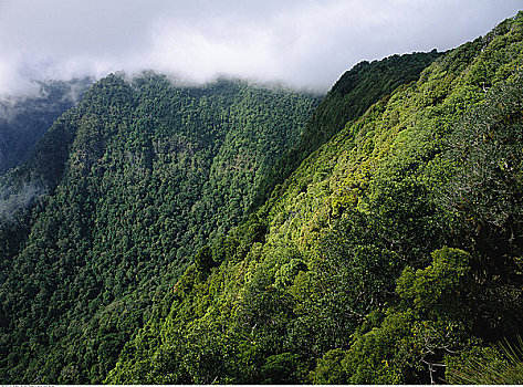 热带雨林,山坡,边界,山脉,国家公园,新南威尔士,澳大利亚