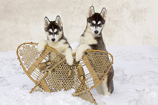 一对,西伯利亚,哈士奇犬,幼仔,上方,交叉,木质,雪鞋,冬天,阿拉斯加